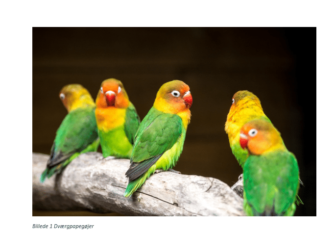 eksempel med billedtekst Eksempel med billedtekst