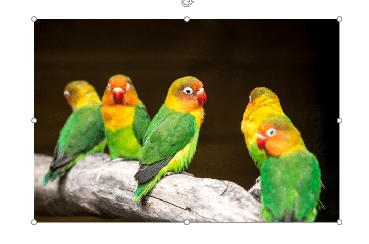 tilpas størrelse Eksempel på tilpas billedets størrelse